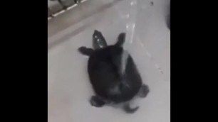 Turtle Gets Fucked under Shower
